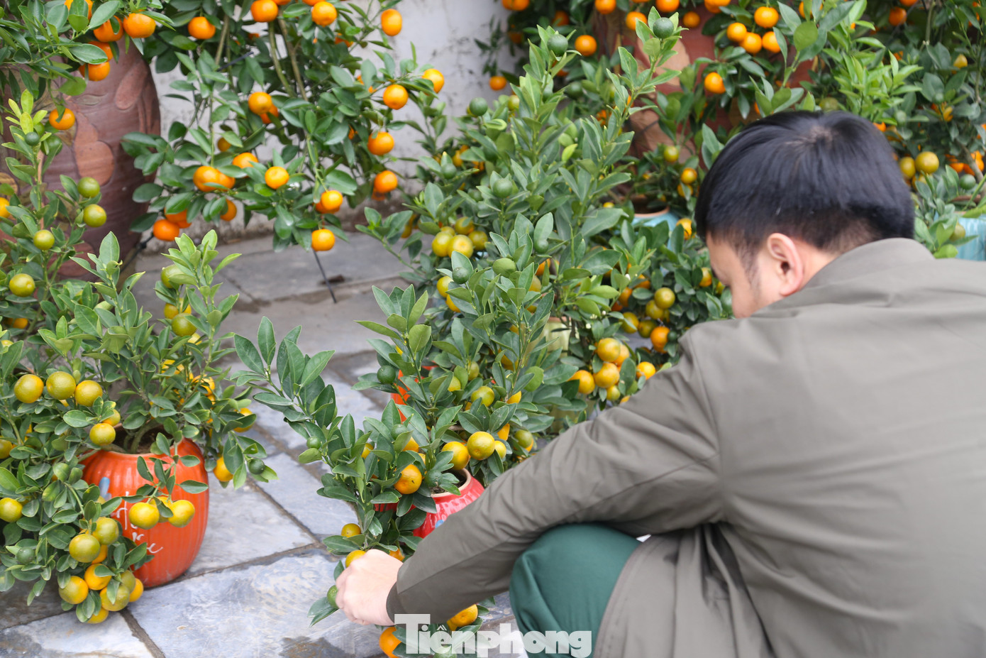 Một cây quất đẹp phải xem thế cây, có đầy đủ lộc, nụ, hoa, quả chín và quả còn xanh. Trong ảnh, người dân chọn mua quất.