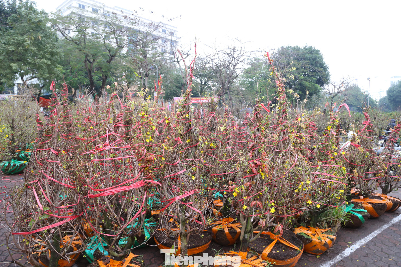 Mai vàng được phủ lớp vải hoặc buộc dây để bảo vệ cây khi di chuyển không bị gãy cành, hoa,...