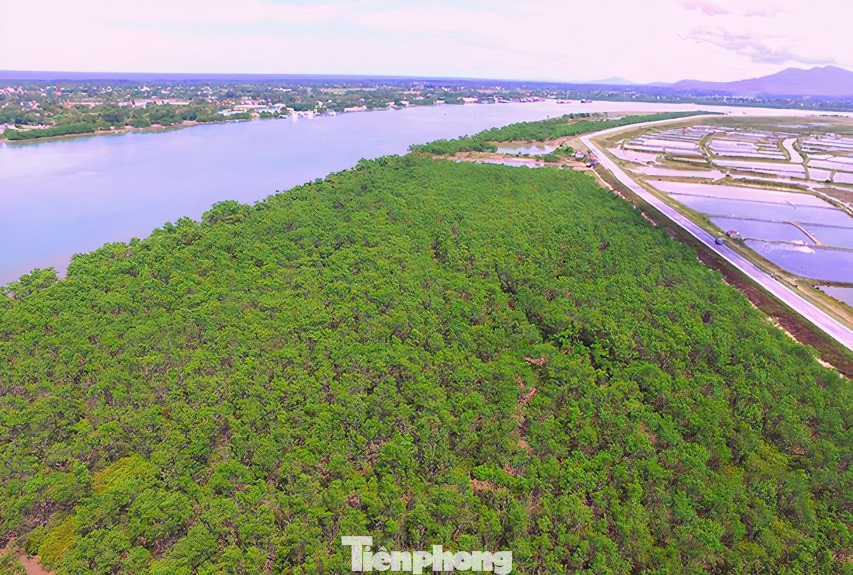 Khu rừng bần xã Hưng Hòa, thành phố Vinh, Nghệ An Khu rừng bần xã Hưng Hòa, thành phố Vinh, Nghệ An