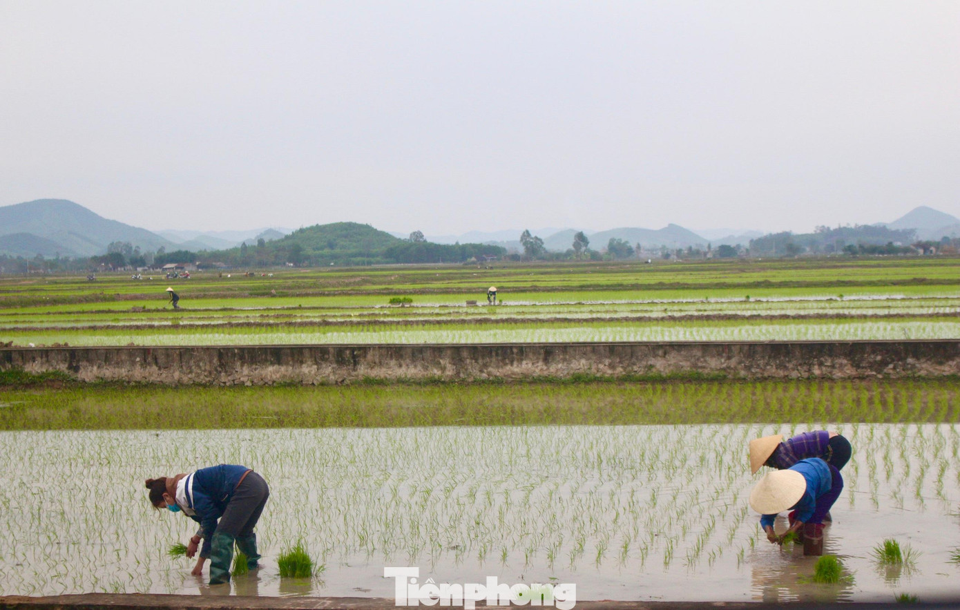 Nhiều thợ cấy khác cho biết, thời tiết dịp này thất thường, có hôm trời hửng nắng thì không sao, nhưng khi rét buốt lại phải mang theo chậu lửa đi để hơ tay khi bị cóng. Mọi người chỉ dành khoảng 30 phút để ăn trưa, nghỉ ngơi rồi cấy tiếp. Nhiều thợ cấy khác cho biết, thời tiết dịp này thất thường, có hôm trời hửng nắng thì không sao, nhưng khi rét buốt lại phải mang theo chậu lửa đi để hơ tay khi bị cóng. Mọi người chỉ dành khoảng 30 phút để ăn trưa, nghỉ ngơi rồi cấy tiếp.