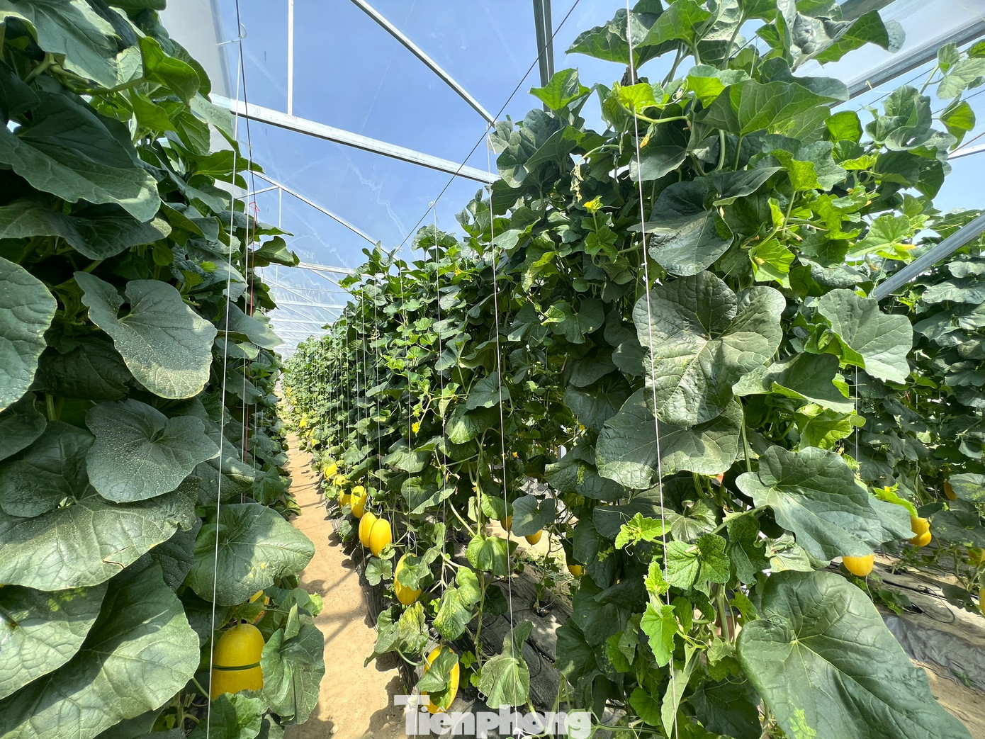 Vườn dưa của anh Lương Hải Du cho năng suất 2,5-3 tấn dưa Vườn dưa của anh Lương Hải Du cho năng suất 2,5-3 tấn dưa