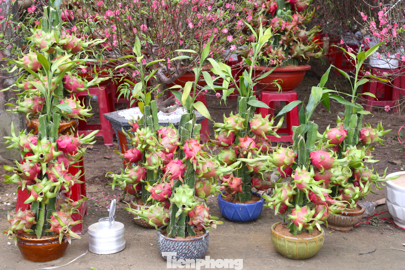 Mỗi chậu thanh long uốn rồng nhỏ này chỉ có giá 800 nghìn đồng/chậu.