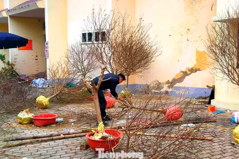 Tại khu vực bán đào Tết xung quanh Thành cổ Vinh và sân bóng đá Vinh, một số gốc đào đã bị chặt toàn bộ cành lá, nằm lăn lóc dưới nền hoặc chất thành từng đống.