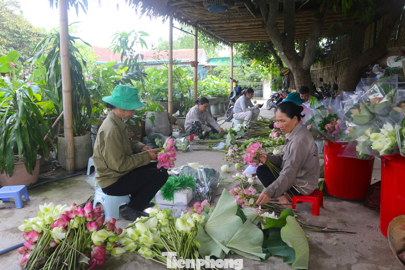 Sen sau khi thu hoạch được phân loại, những bông hoa đẹp nhất, còn tươi sẽ được gói bằng lá sen bán cho du khách. Số còn lại được bán lại cho Hợp tác xã Sen quê Bác để sản xuất các sản phẩm từ sen như trà sen, chè sen, mứt sen,…
