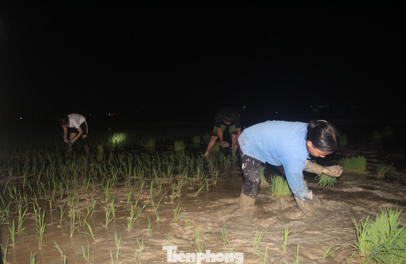Chị Hoàng Thị Hoa (trú ở xã Phú Thành, huyện Yên Thành) chia sẻ: “Cấy lúa đêm trời mát, cảm giác khỏe hơn ban ngày rất nhiều. Để đảm bảo tiến độ vụ lúa hè thu chúng tôi thuê thêm 3 thợ cấy lúa đêm”.