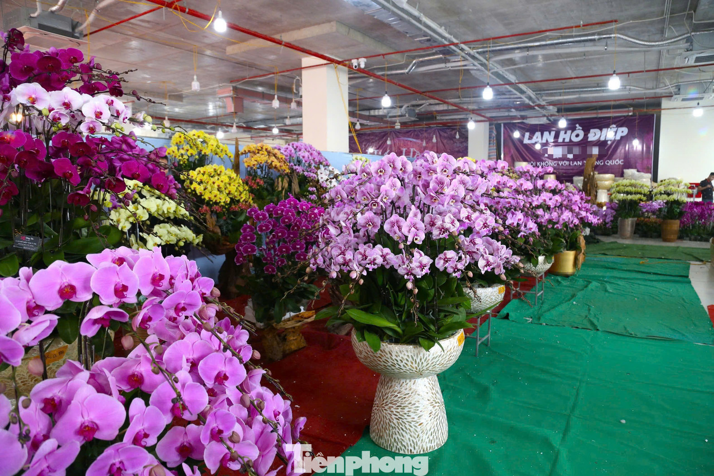 Thời điểm này, nhiều cơ sở kinh doanh lan hồ điệp ở Nghệ An đã nhộn nhịp lên chậu để phục vụ thị trường hoa Tết. Hiện, nhiều người đã mua lan về chưng Tết, làm quà tặng nên phần lớn các cơ sở đều phải hoạt động cả ngày lẫn đêm để phục vụ khách hàng.