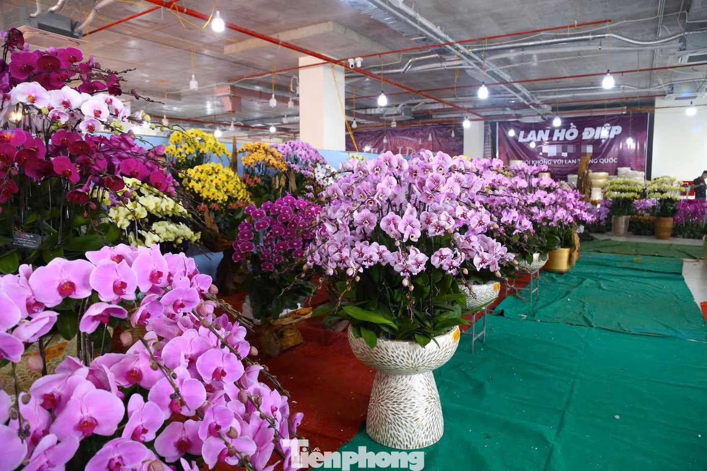 Thời điểm này, nhiều cơ sở kinh doanh lan hồ điệp ở Nghệ An đã nhộn nhịp lên chậu để phục vụ thị trường hoa Tết. Hiện, nhiều người đã mua lan về chưng Tết, làm quà tặng nên phần lớn các cơ sở đều phải hoạt động cả ngày lẫn đêm để phục vụ khách hàng.