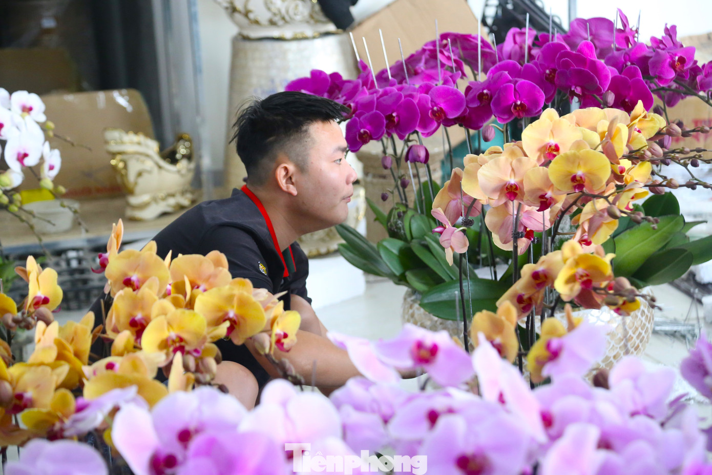 Các thợ cắm hoa lan lành nghề cho biết để làm một tác phẩm lan hồ điệp đẹp phải dựa trên nhiều yếu tố, nhưng quan trọng nhất là hoa phải tươi, đẹp, các cánh đồng đều về kích thước, màu sắc.