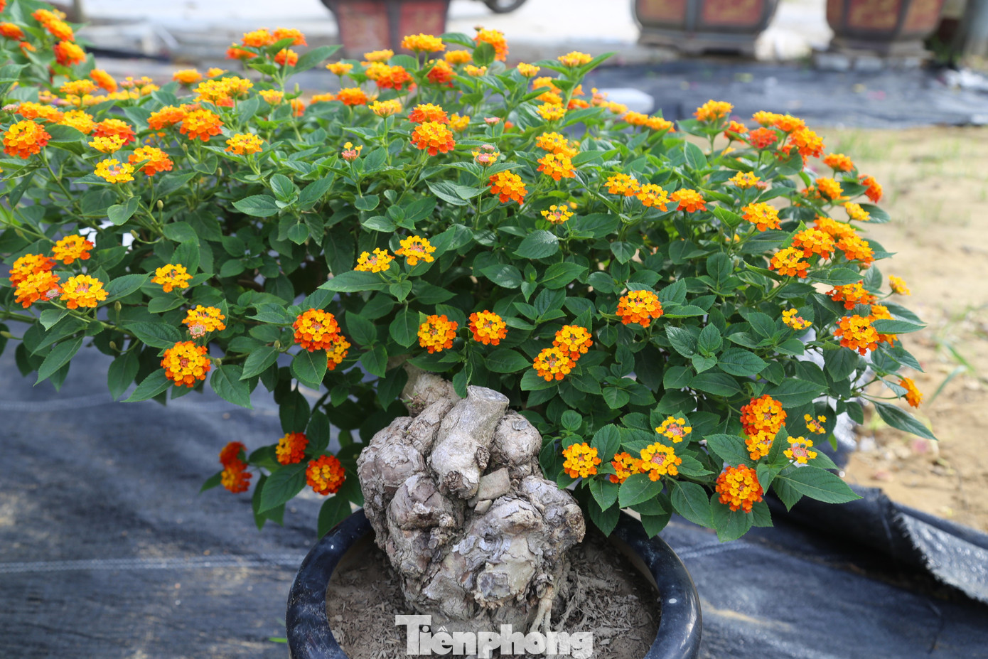 Hoa ngũ sắc bonsai có nhiều loại với giá bán khác nhau, tùy thuộc vào cây to hay nhỏ, thế độc lạ. Loại cây thấp nhất có giá 200 nghìn đồng, cao nhất có giá cả chục triệu đồng.