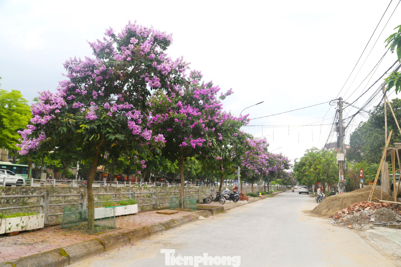 Những ngày tháng 5, hoa bằng lăng lại nở rộ trên khắp nẻo đường TP Vinh, Nghệ An. Nổi bật nhất là tuyến đường Phùng Chí Kiên, chạy dọc cầu kênh Bắc.