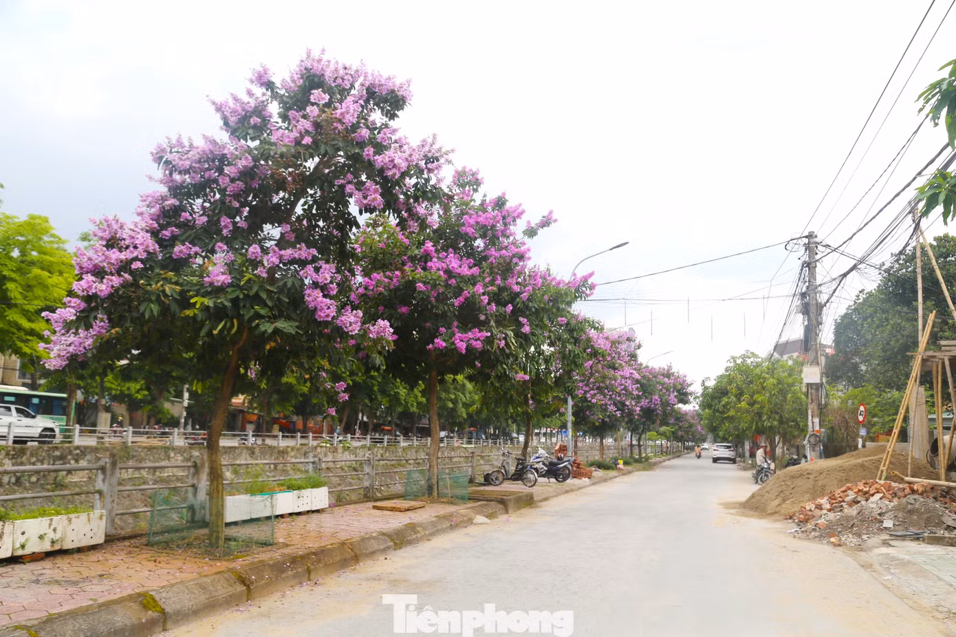 Những ngày tháng 5, hoa bằng lăng lại nở rộ trên khắp nẻo đường TP Vinh, Nghệ An. Nổi bật nhất là tuyến đường Phùng Chí Kiên, chạy dọc cầu kênh Bắc.