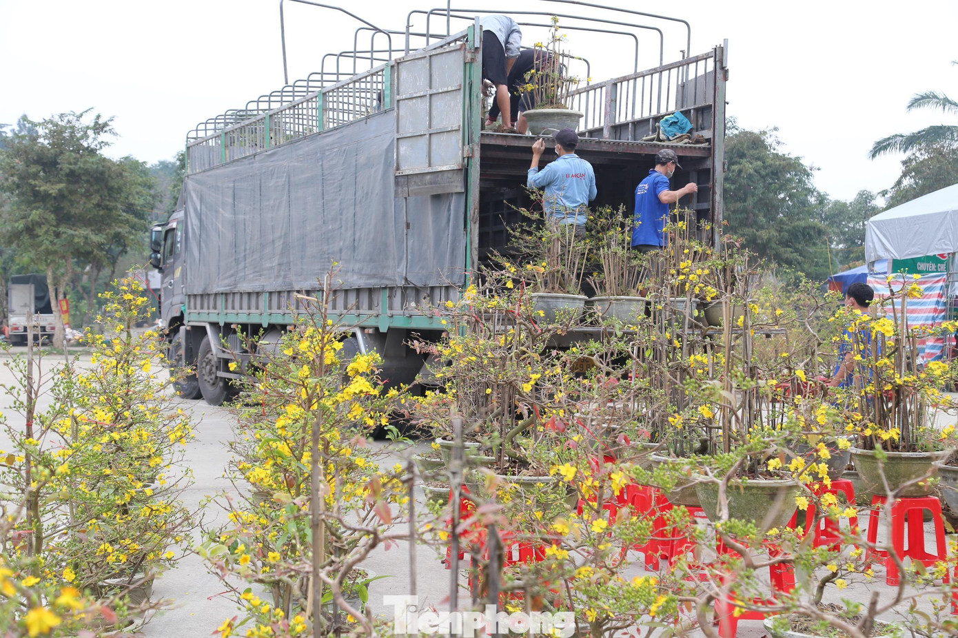 Nhiều ngày nay, dọc theo tuyến đường Đại lộ Lê Nin, Trần Phú, Trường Thi,… đã bắt đầu tràn ngập hoa phục vụ người dân chơi Tết. Trong đó, thu hút được sự chú ý nhất vẫn là những chậu mai vàng rực rỡ. Người dân ai cũng thích thú đến chiêm ngưỡng và chọn mua về bày trang trí trong nhà đón năm mới.
