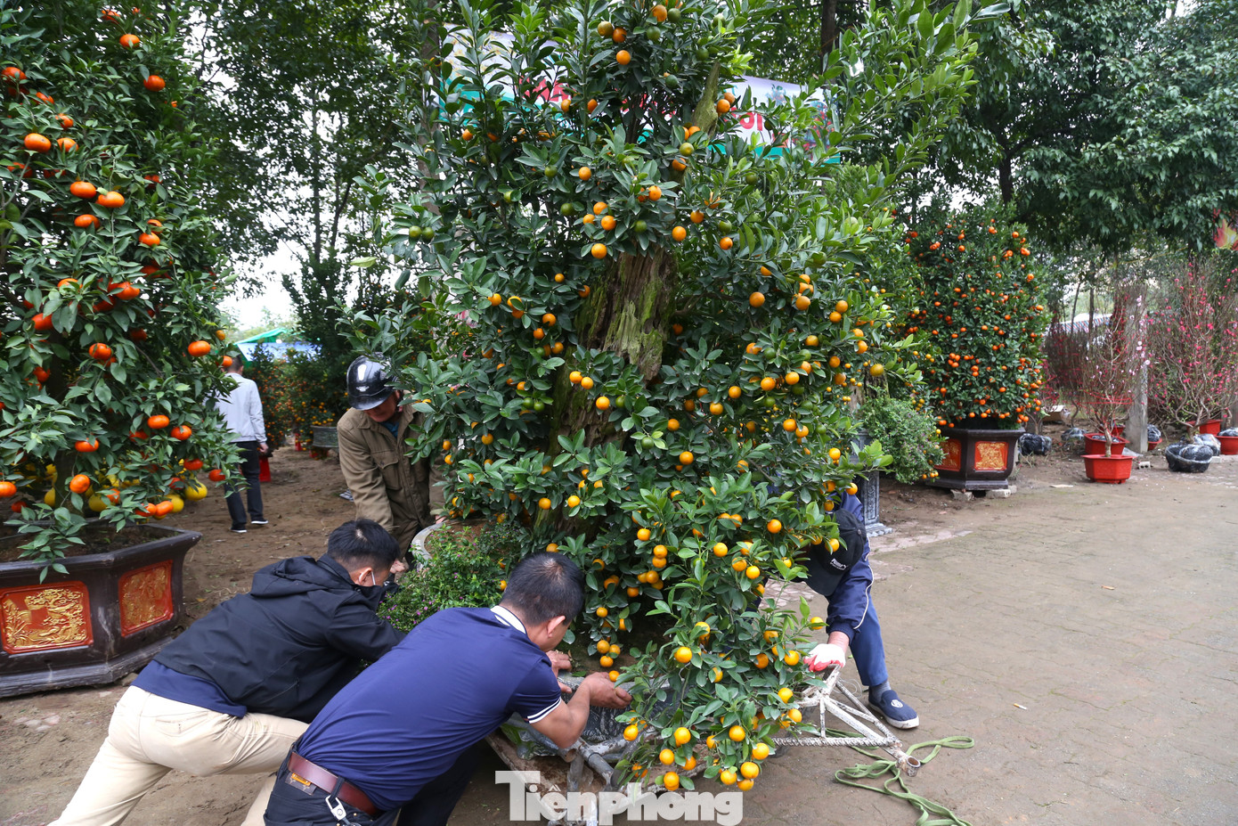 Một chuyến chở cây cảnh thường từ 50.000 đồng trở lên, tùy vào kích thước hay khoảng cách xa gần. Thường một cành đào không có chậu, có thể buộc sau xe sẽ có giá vận chuyển từ 50.000 – 100.000 đồng/chuyến. Những loại cây cảnh có chậu, nặng và to sẽ có giá vận chuyển cao hơn, từ 100.000 – 300.000 đồng/chuyến.