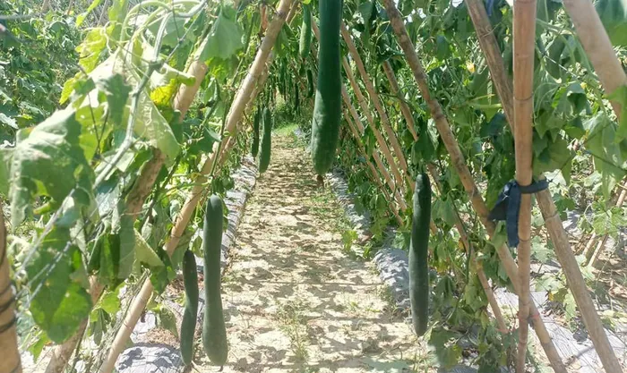 Ruộng bí xanh của ông Bình đang kỳ thu hoạch thì bị kẻ gian cắt gốc