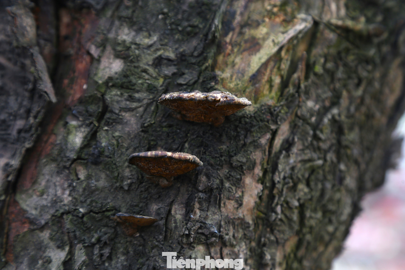 Thân cây có rêu, nấm tự nhiên, tăng sức hấp dẫn và giá trị cho gốc đào.