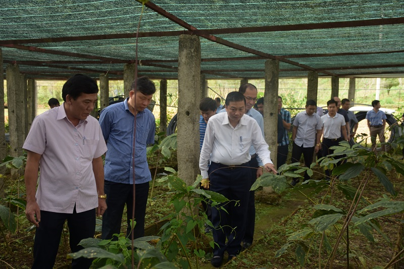 Các nhà khoa học đã ban đầu thống kê Nghệ An có gần 1.000 loài có giá trị dược liệu khác nhau.