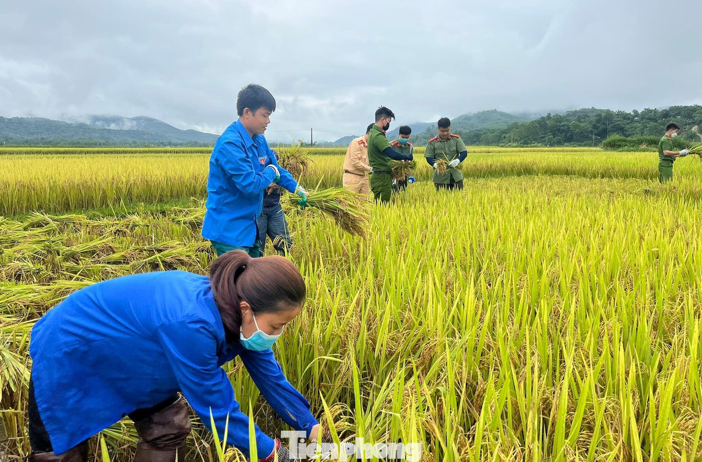 Để góp phần giúp người dân khắc phục hậu quả sau mưa lũ, ngày 24/5, gần 20 đoàn viên thanh niên xã Mường Nọc, các cán bộ, chiến sĩ Công an huyện Quế Phong được huy động xuống đồng giúp dân thu hoạch lúa.