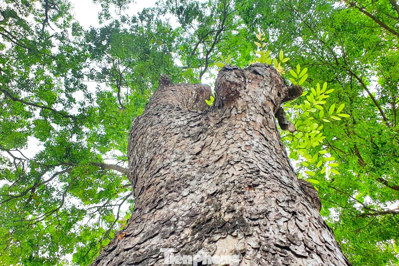 Cành vươn mình trong nắng, tỏa bóng mát.
