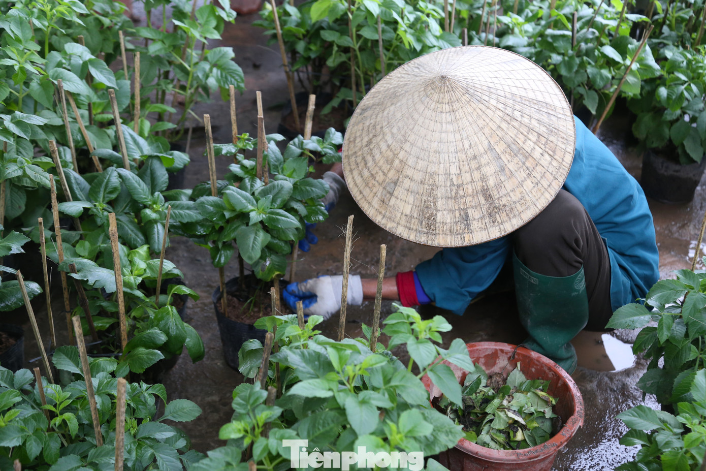 Bà Lê Thị Nhàn (48 tuổi) được thuê trồng cây cảnh. Công việc của bà bắt đầu từ 7h, kết thúc vào lúc 11h, được trả công 200.000 đồng.