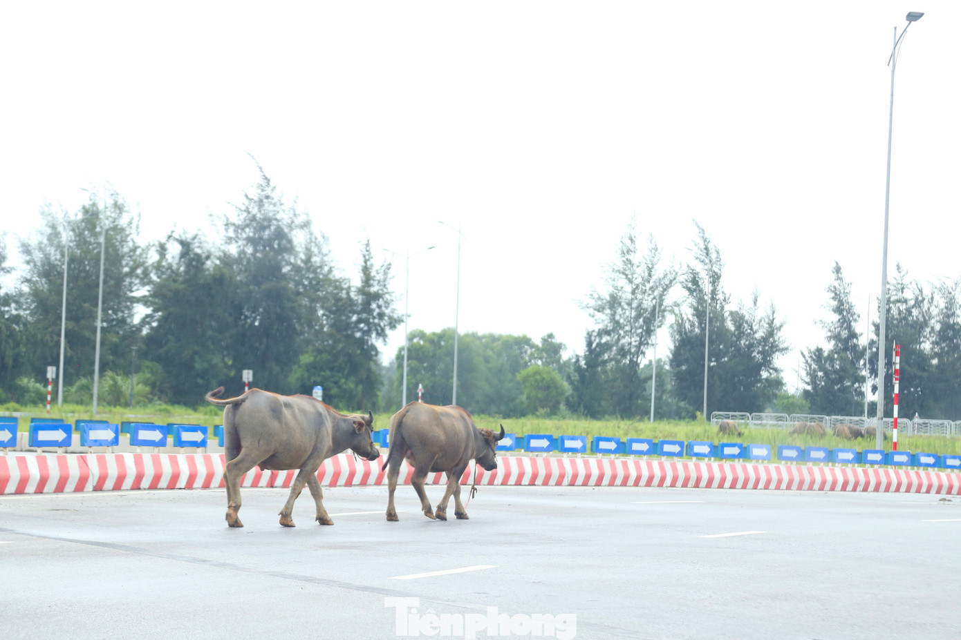 Ghi nhận của phóng viên ngày 13-14/6, tình trạng người dân chăn thả trâu, bò trên tuyến Đại lộ Vinh - Cửa Lò xuất hiện nhiều, đặc biệt là đoạn qua các địa phương như Nghi Đức, Nghi Phú, Nghi Xuân, Nghi Phong (thành phố Vinh).