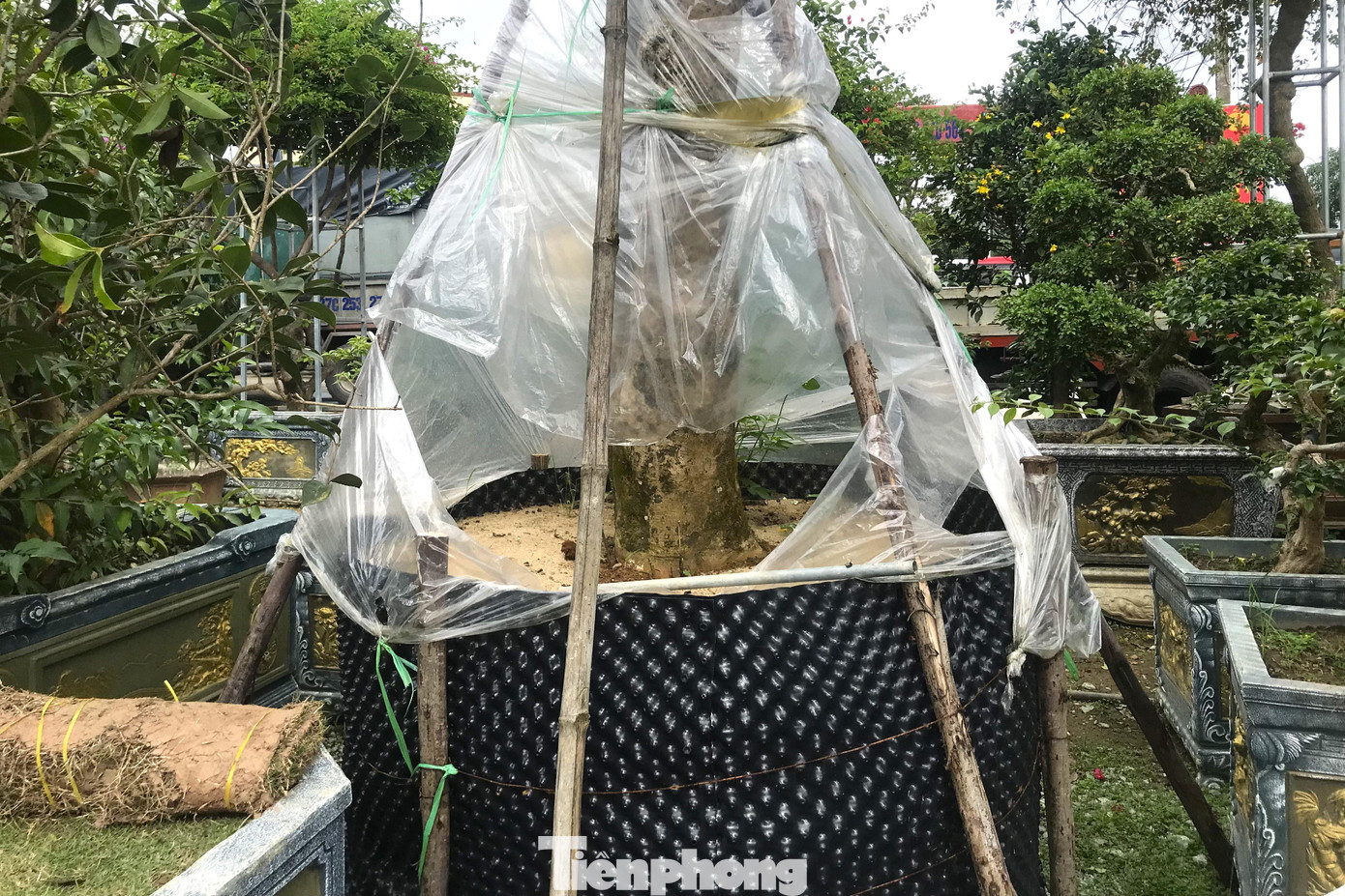 Phía dưới các gốc chè được che chắn để tránh xói mòn, bởi những cây chè cổ thụ rất khó thích nghi với môi trường mới.