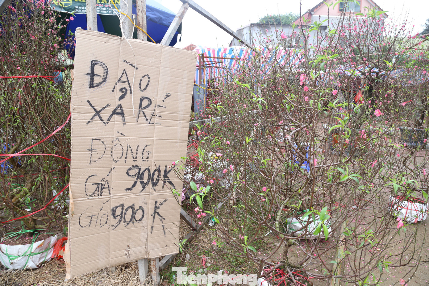 Theo ghi nhận của PV, sáng 8/2 (tức 29 tháng Chạp), tại chợ hoa xuân trên đường Đại lộ Lê Nin, TP Vinh, Nghệ An, tràn ngập các loại đào, quất, mai,… nhưng vắng khách. Rất nhiều tiểu thương treo biển “xả hàng”, “xả đồng giá”.