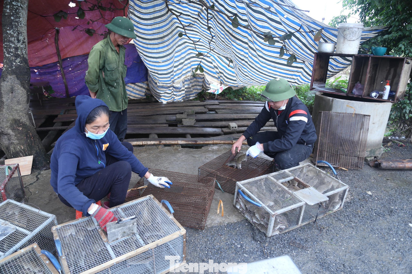 Sau khi cân, chuột sẽ được phân loại vào các lồng sắt để đưa đi tiêu thụ