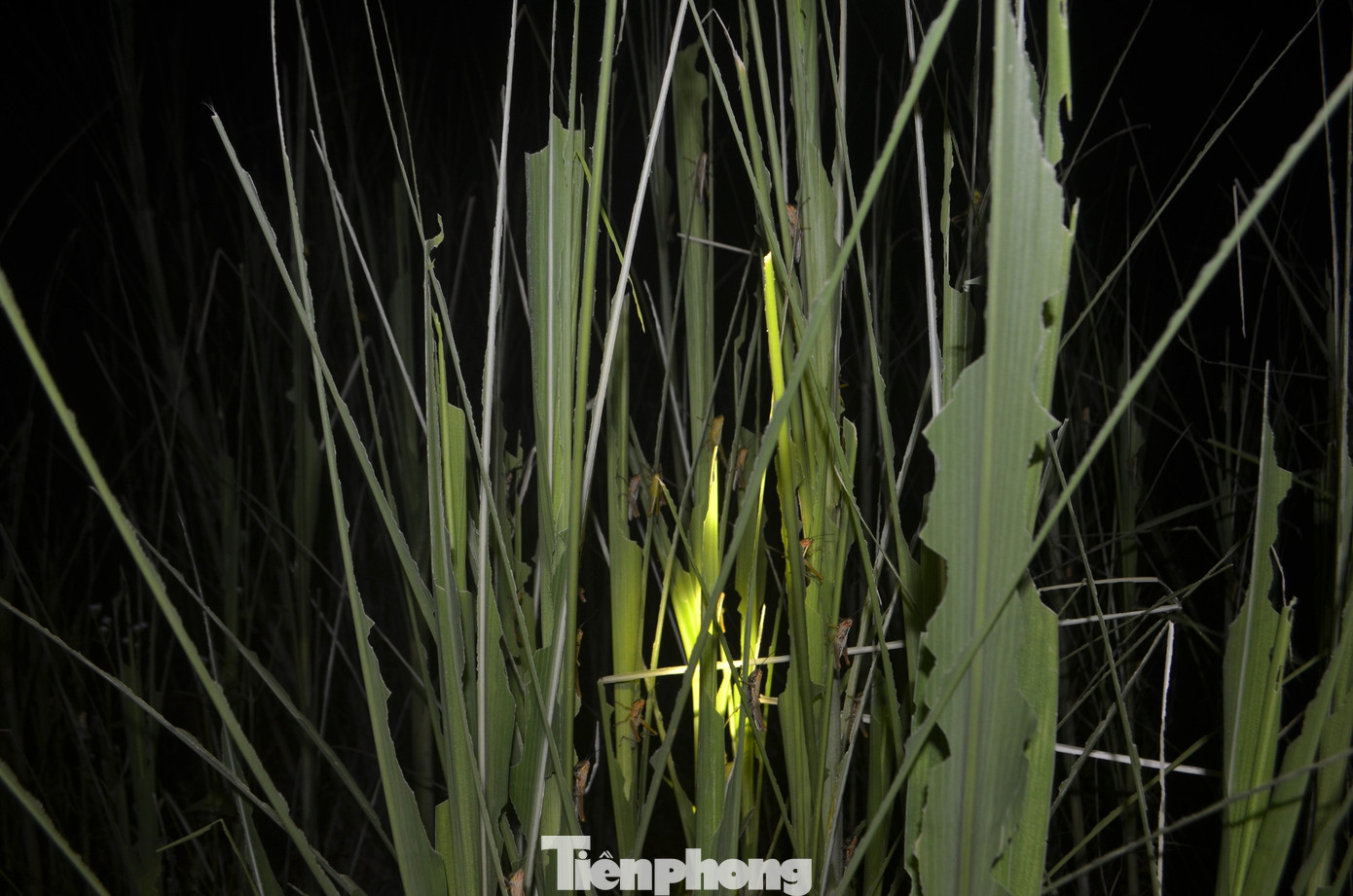 Châu chấu tàn phá cây trồng