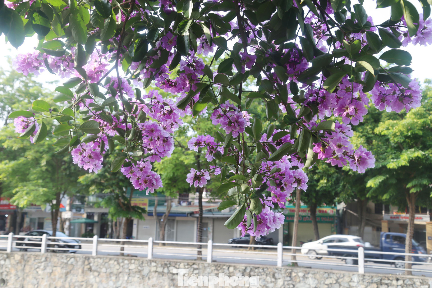 Cánh hoa bằng lăng 'rũ bóng' xuống dòng kênh Bắc