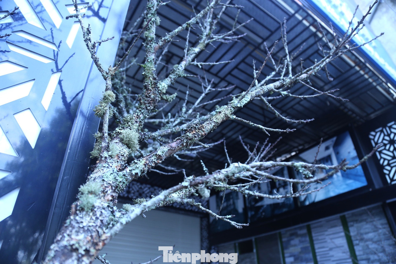 Rêu mốc phủ đầy thân đào