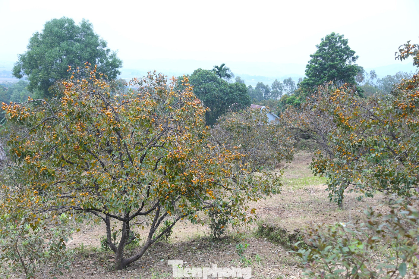 Huyện Nam Đàn được xem là vựa hồng lớn nhất ở Nghệ An, diện tích và sản lượng cao tập trung tại các xã Nam Anh, Nam Thanh, Nam Xuân... Trong đó, xã Nam Anh được xem là “thủ phủ” hồng của Nghệ An, với diện tích gần 200 ha. Nhiều cây hồng ở xã Nam Anh đã có tuổi đời trên 100 năm, được trồng quanh dưới chân núi Đại Huệ. Huyện Nam Đàn được xem là vựa hồng lớn nhất ở Nghệ An, diện tích và sản lượng cao tập trung tại các xã Nam Anh, Nam Thanh, Nam Xuân... Trong đó, xã Nam Anh được xem là “thủ phủ” hồng của Nghệ An, với diện tích gần 200 ha. Nhiều cây hồng ở xã Nam Anh đã có tuổi đời trên 100 năm, được trồng quanh dưới chân núi Đại Huệ.