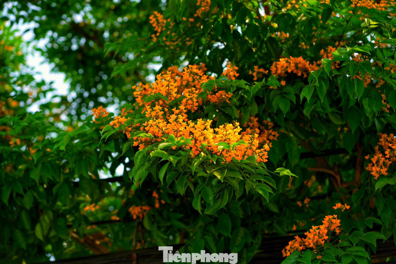 Hoa giáng hương nở thành chùm màu vàng bắt mắt, có hương thơm dịu nhẹ.