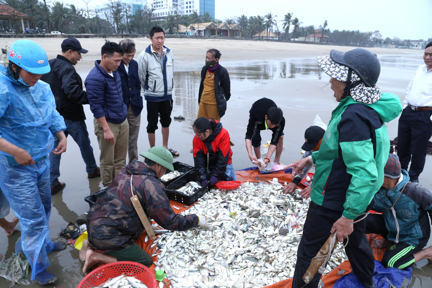 Sau khi cá được thu hoạch, được bán ngay cho tiểu thương hoặc các khách du lịch. Nếu xúc ngang cả to lẫn nhỏ có giá bán 30.000 đồng/kg, các thương lái muốn lựa riêng cá to sẽ có giá 100.000 đồng/mỗi mẻ. Sau khi cá được thu hoạch, được bán ngay cho tiểu thương hoặc các khách du lịch. Nếu xúc ngang cả to lẫn nhỏ có giá bán 30.000 đồng/kg, các thương lái muốn lựa riêng cá to sẽ có giá 100.000 đồng/mỗi mẻ.