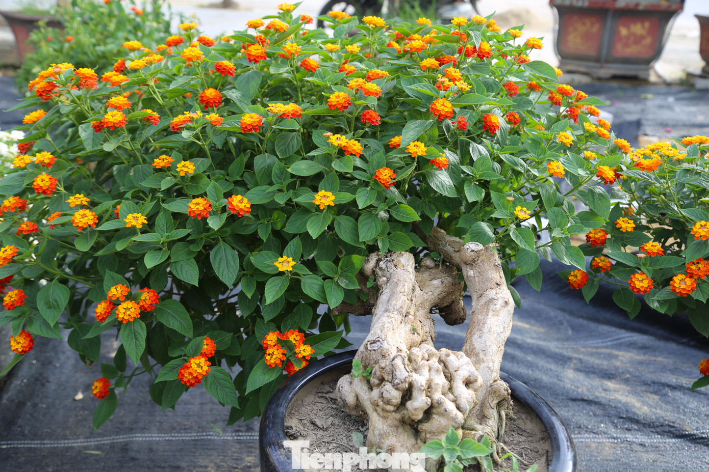 Những gốc cây hoa ngũ sắc được ghép, cắt tỉa, tạo tán rất bắt mắt.