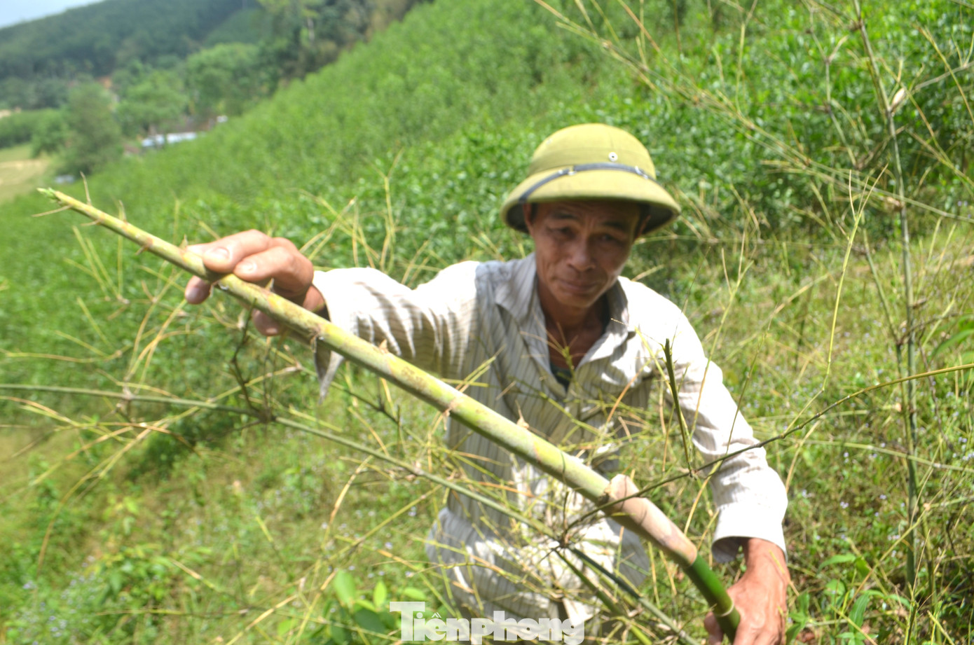 Nông dân bất lực vì châu chấu tàn phá cây trồng. Nông dân bất lực vì châu chấu tàn phá cây trồng.