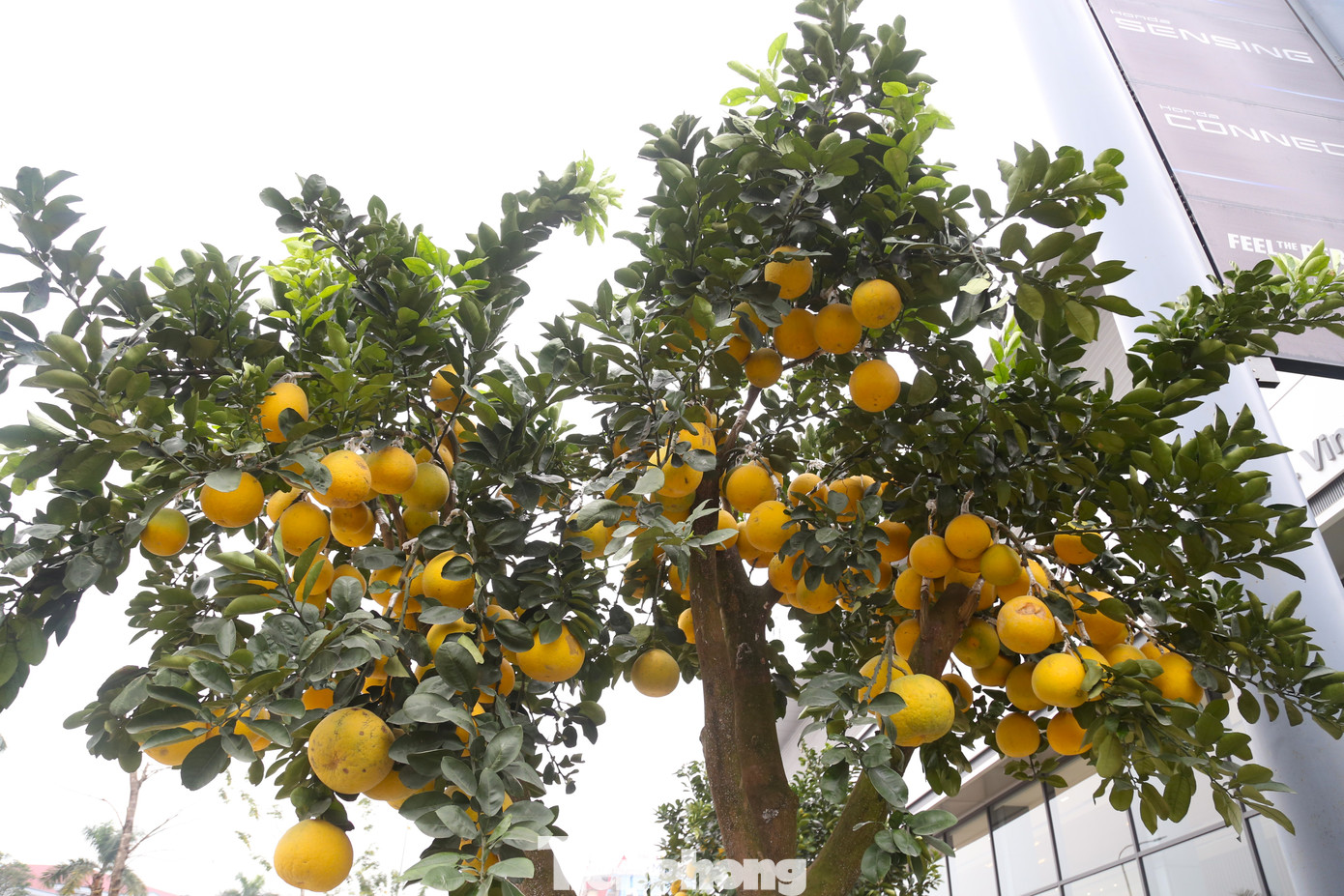 Một gốc bưởi có trên 50 quả, giá bán 35 triệu đồng.