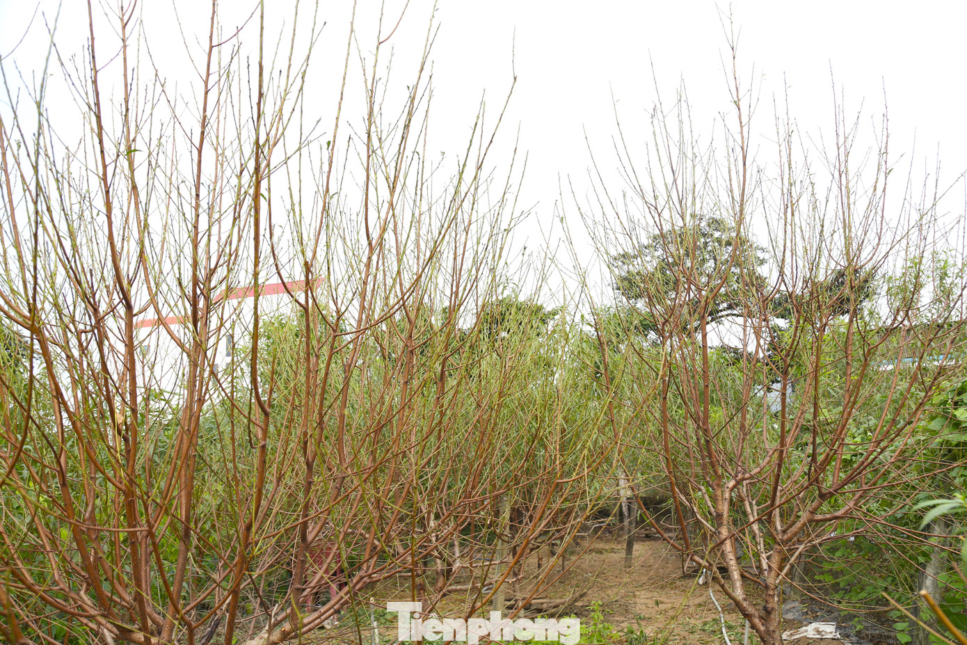 Sau khi cây có nụ, thời tiết chuyển rét, giúp kìm hãm sự phát triển nụ hoa. Nếu cận Tết có nắng, hoa sẽ nở đúng thời điểm, bán được giá tốt hơn.