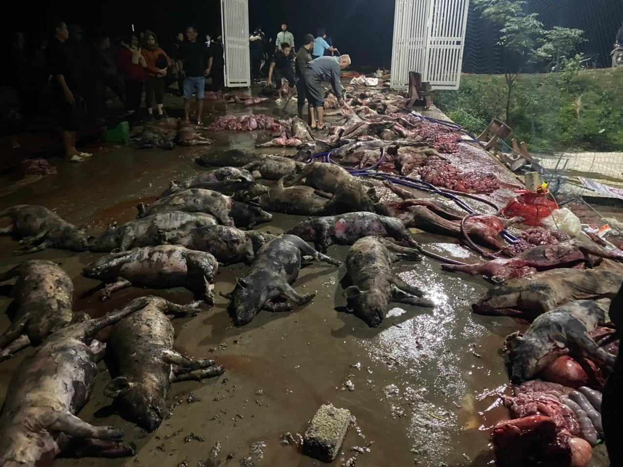 Hàng xóm giúp đỡ gia đình mổ lợn để bán Hàng xóm giúp đỡ gia đình mổ lợn để bán