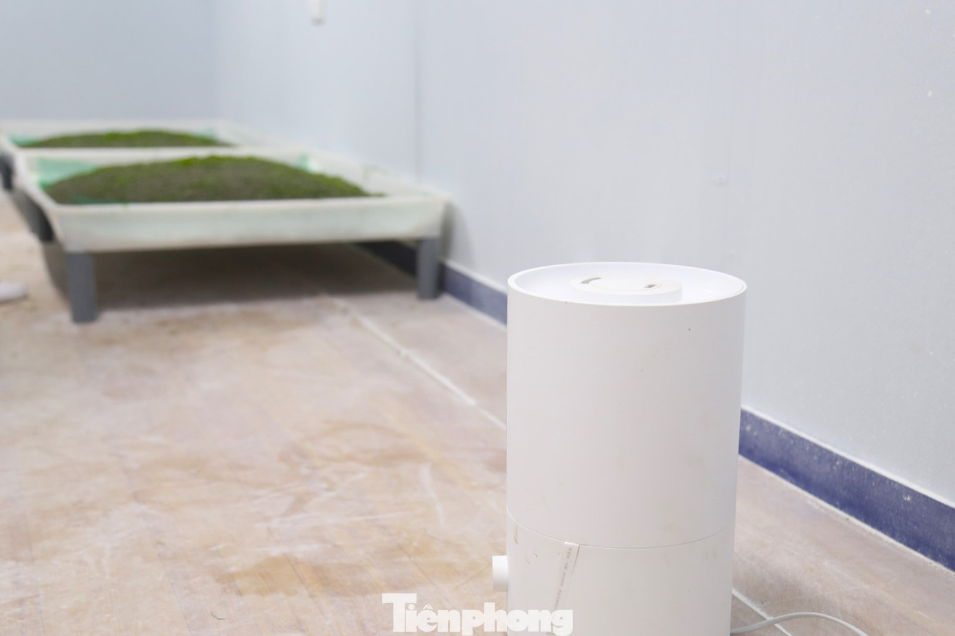 Ông Đinh Văn Đường (58 tuổi, trú ở huyện Đức Thọ, tỉnh Hà Tĩnh), người được phân công phụ trách chăm sóc tằm ở giai đoạn tuổi 1 cho biết, ngoài việc thức ăn đúng tiêu chuẩn, phải đảm bảo môi trường sống thích hợp cho tằm. “Ở giai đoạn này, nhiệt độ trong phòng phải ở mức 25 - 27 độ C, độ ẩm 80 - 85%. Ngoài việc lắp điều hòa để duy trì nền nhiệt, trong phòng luôn phải có máy phun sương tạo độ ẩm”, ông Đường cho hay.