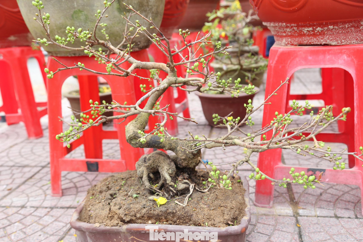 Đặc biệt, nhiều nhà vườn cũng “trình làng” những chậu mai bonsai có dáng, thế “độc, lạ” thu hút khách mua. Những chậu mai bonsai với nhiều dáng, kích cỡ và giá tiền khác nhau.