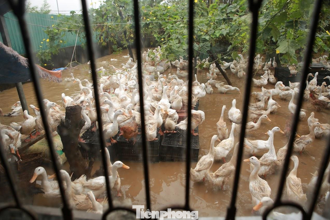 Ngoài thiệt hại về người, nhà cửa, đợt mưa lũ vừa qua cũng khiến hàng chục nghìn ha lúa, hoa màu, cây công nghiệp hư hỏng; hơn 400 con gia súc, hơn 80.000 gia cầm bị chết. Nhiều diện tích thủy sản bị thiệt hại nặng. Hàng chục công trình thủy lợi, đường giao thông bị hư hỏng, sạt lở.