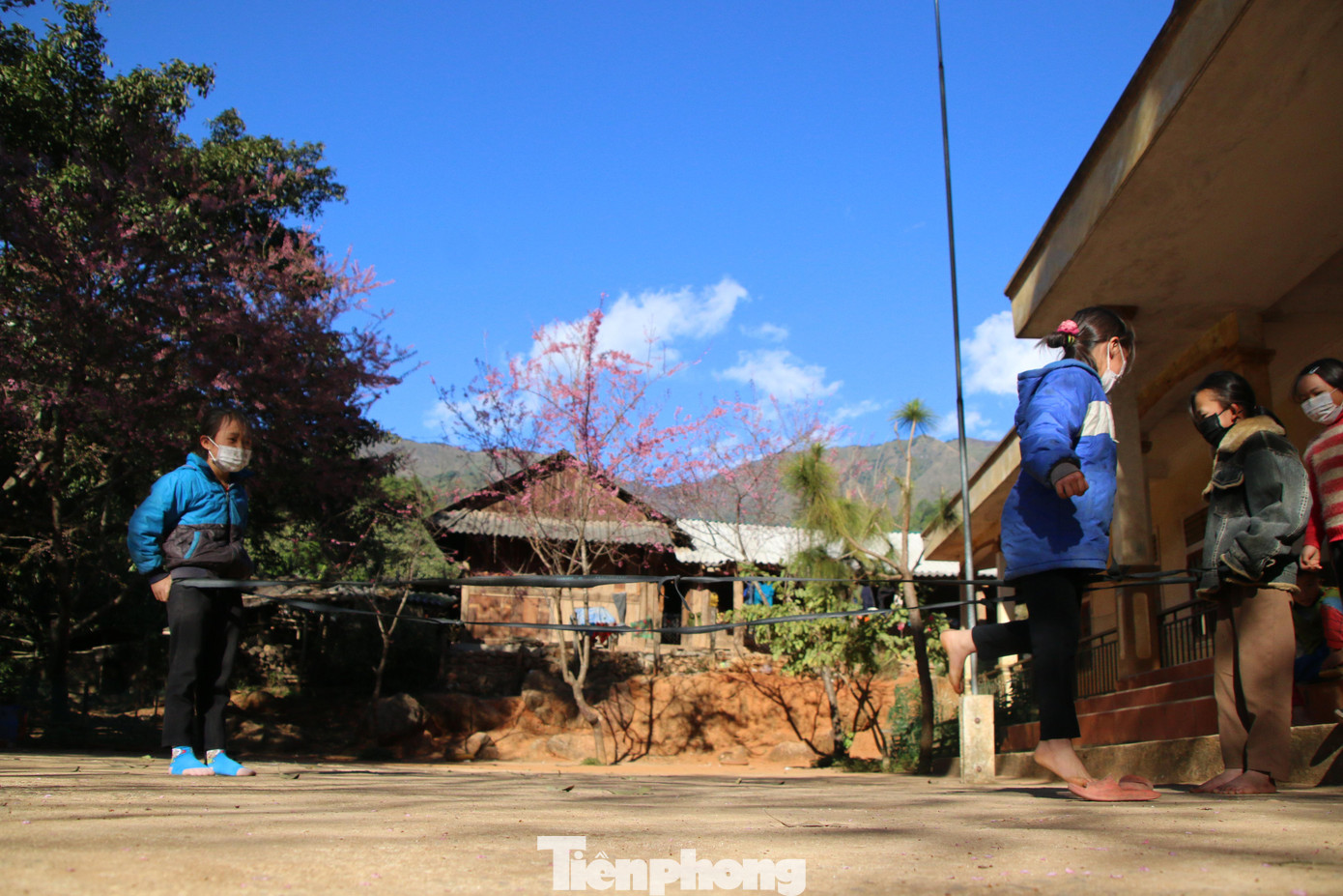 Học sinh học tập vui chơi dưới những hàng anh đào đang khoe sắc.