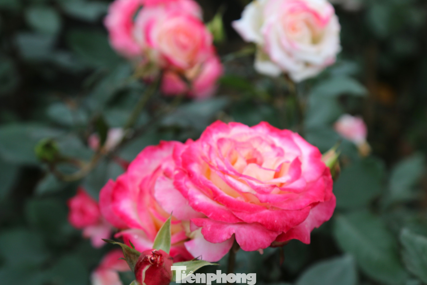 Từ những chậu hoa nhỏ như hoa đồng tiền, cẩm tú cầu, thược dược, cúc mâm xôi… đến những chậu hoa hồng với đủ các loại màu sắc hay hoa trà my chi chít nụ sẵn sàng bung nở.