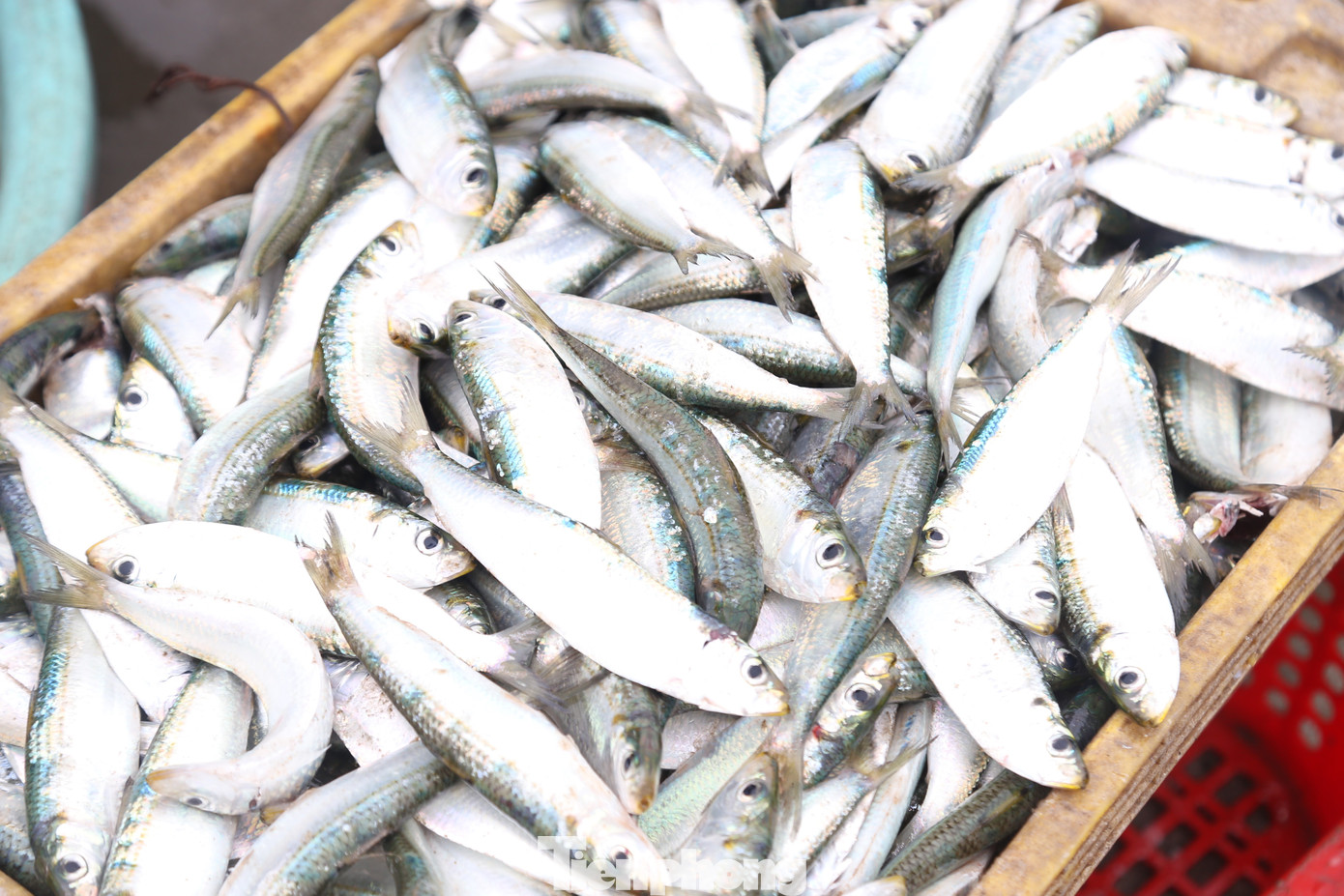 Cá trích đánh bắt trong đêm, không bảo quản đá lạnh nên tươi nguyên.