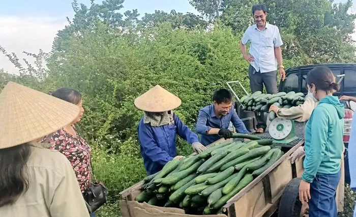 Người dân giúp ông Bình thu mua số bí còn lại