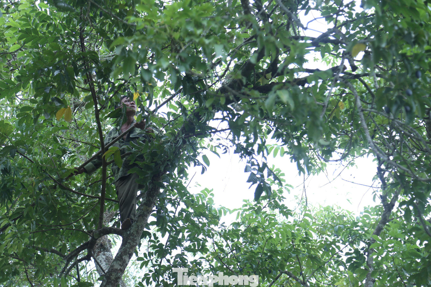 Hái trám là công việc nguy hiểm, đòi hỏi người thợ phải có kỹ năng và sức khỏe