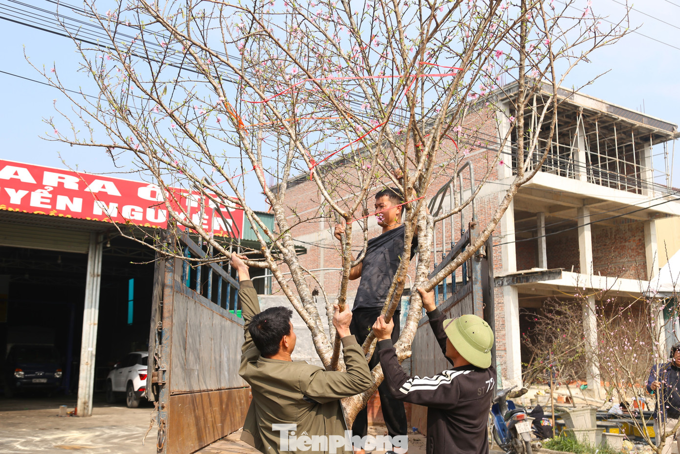 Bên cạnh xe máy, xích lô, xe kéo… một số nhóm còn dùng xe tải, xe cẩu nhỏ để vận chuyển thuê cây cảnh.