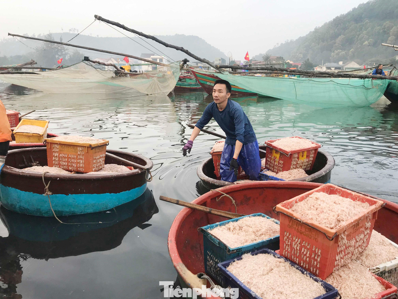 Ruốc biển thường xuất hiện dày đặc tại khu vực ven biển, cách bờ biển gần 1km. Ngư dân không cần đi xa bờ, chi phí bỏ ra ít nhưng lại thu được lợi ích kinh tế cao.