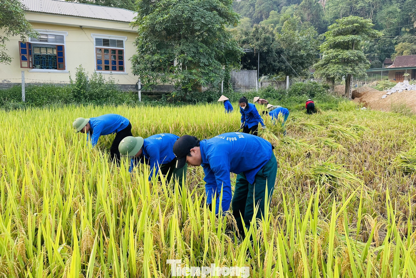 Chị Lữ Thị Băng Châu – Bí thư Huyện Đoàn Con Cuông cho biết: “Giúp người dân gặt lúa là hoạt động thường niên được Ban Thường vụ Huyện Đoàn triển khai, nhằm phát huy tinh thần xung kích, tình nguyện của tuổi trẻ. Đối tượng hỗ trợ là những gia đình có quân nhân đang tham gia nghĩa vụ quân sự; gia đình có con là “Em nuôi của Đoàn”, gia đình có người ốm đau, hoàn cảnh khó khăn. Đoàn viên thanh niên sẽ hỗ trợ gặt lúa và di chuyển lúa về nhà giúp các gia đình. Thời gian tới, đoàn viên thanh niên các xã trên địa bàn sẽ tiếp tục tổ chức gặt lúa giúp dân”.