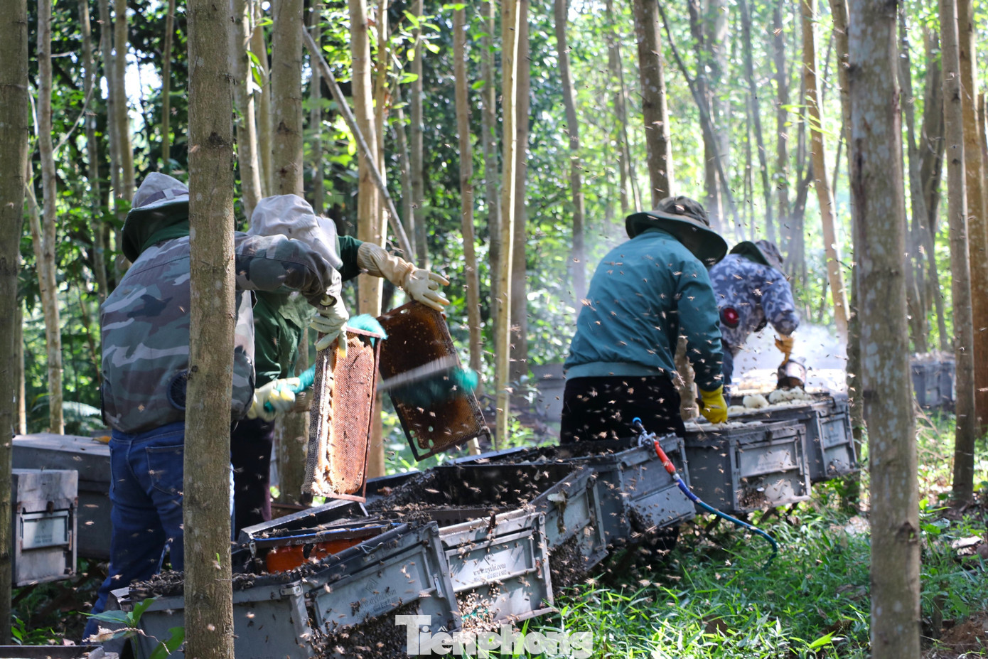 Nghề nuôi ong du mục không phải lúc nào cũng thuận lợi. Bởi đây được xem là một nghề tiềm ẩn nhiều may rủi. Gặp địa điểm thuận lợi, nhiều hoa, thời tiết tốt, ong không bị bệnh... thì người nuôi ong gặp thời.
